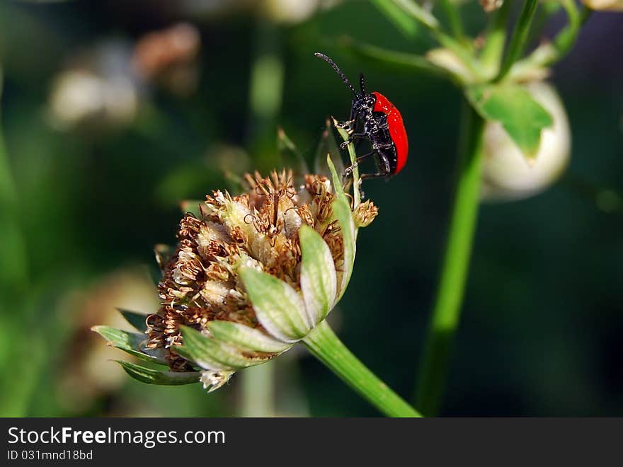 Lilioceris lilii, the detail of beetle