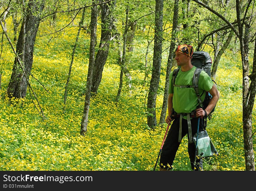 Hiker in spring forest