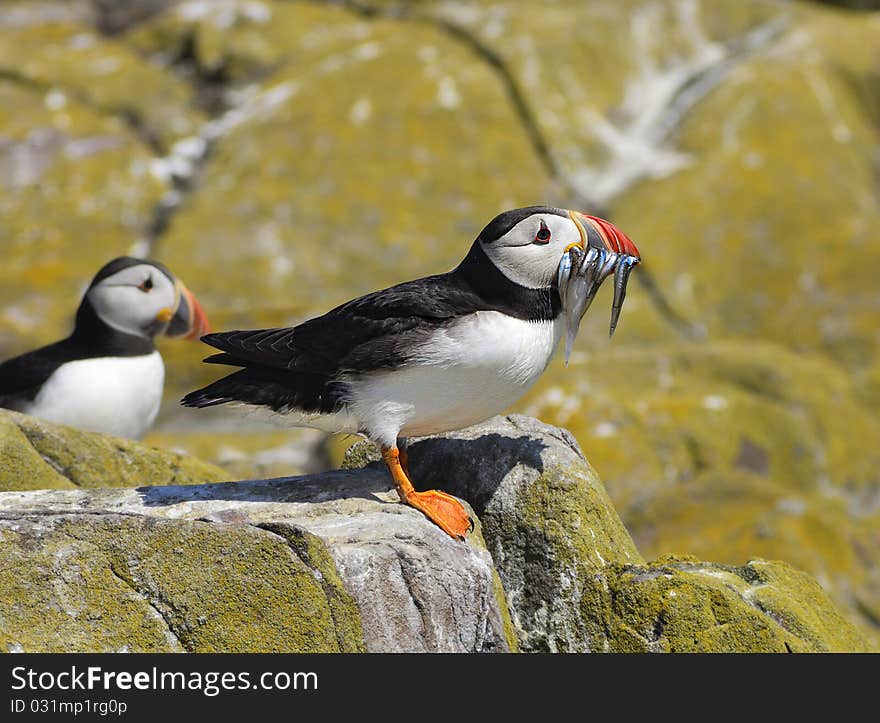 Puffin with sandeels, Farne Islands UK, July 2009. Puffin with sandeels, Farne Islands UK, July 2009