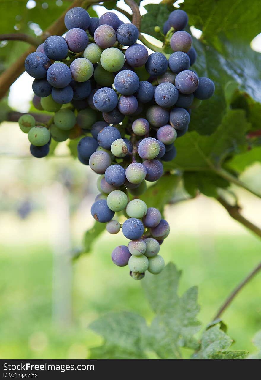 Grapes growing