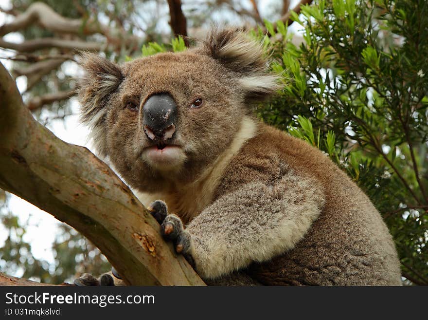 Koala (Phascolarctos cinereus) on the alert