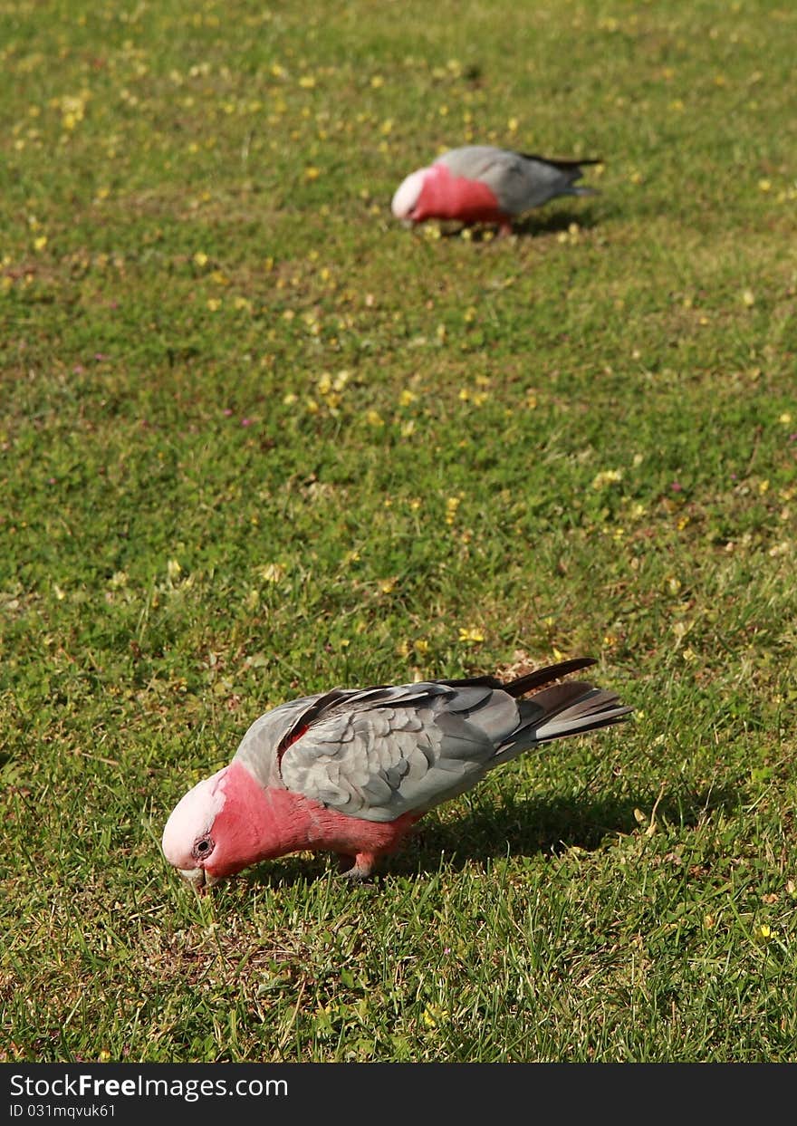 Two Galah parrots (Cacatua roseicapilla) feeding on a green lown with yellow flowers