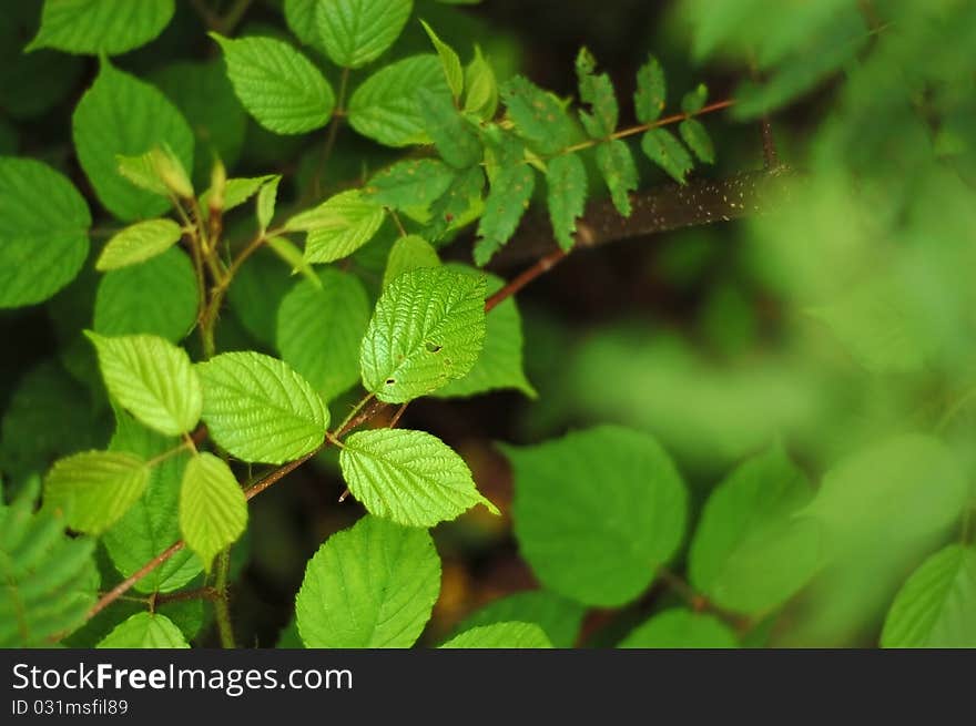 Leafs forest green trees texture. Leafs forest green trees texture