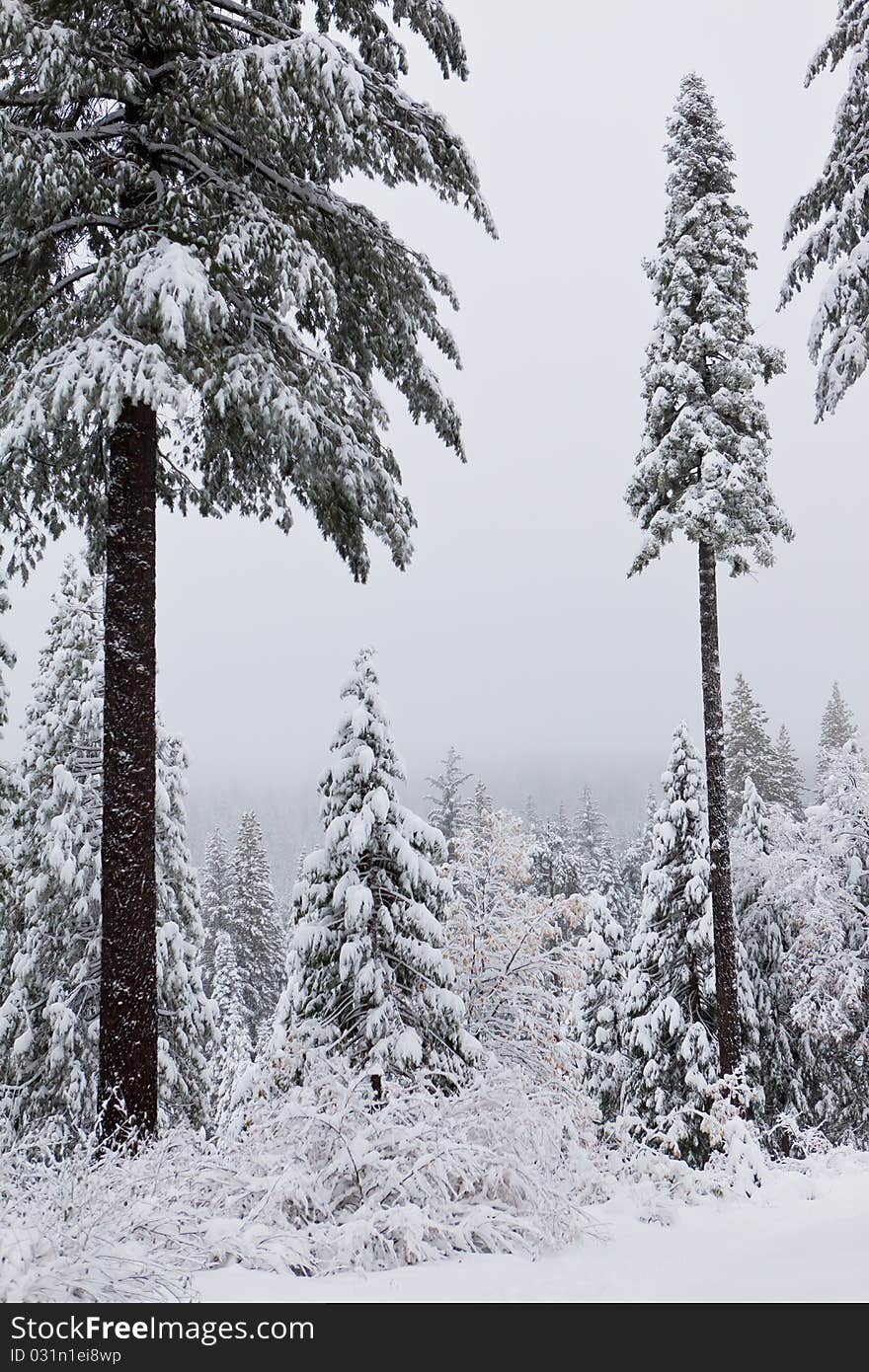 Tall snow covered trees against a background of clouds. Tall snow covered trees against a background of clouds.