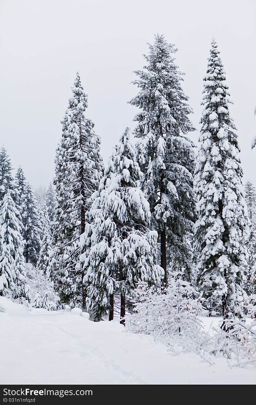 Trees heavily laden with a fresh snow against a background of clouds. Trees heavily laden with a fresh snow against a background of clouds.