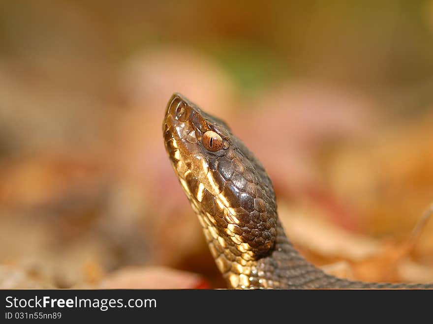 An image of a venomous pit viper with a blurred natural background. An image of a venomous pit viper with a blurred natural background.