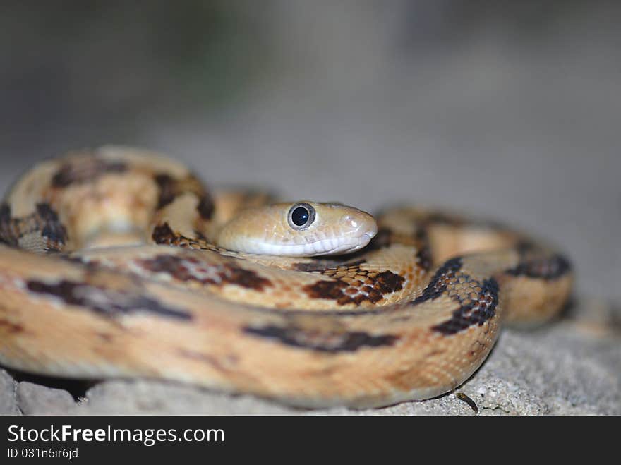 A close shot showing the eyes of the nocturnal Trans-pecos ratsnake. A close shot showing the eyes of the nocturnal Trans-pecos ratsnake.