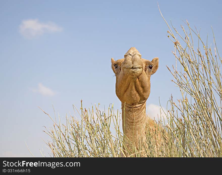 Camel in the grass