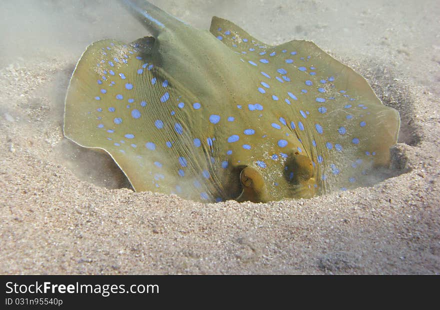 Blue Spotted Stingray