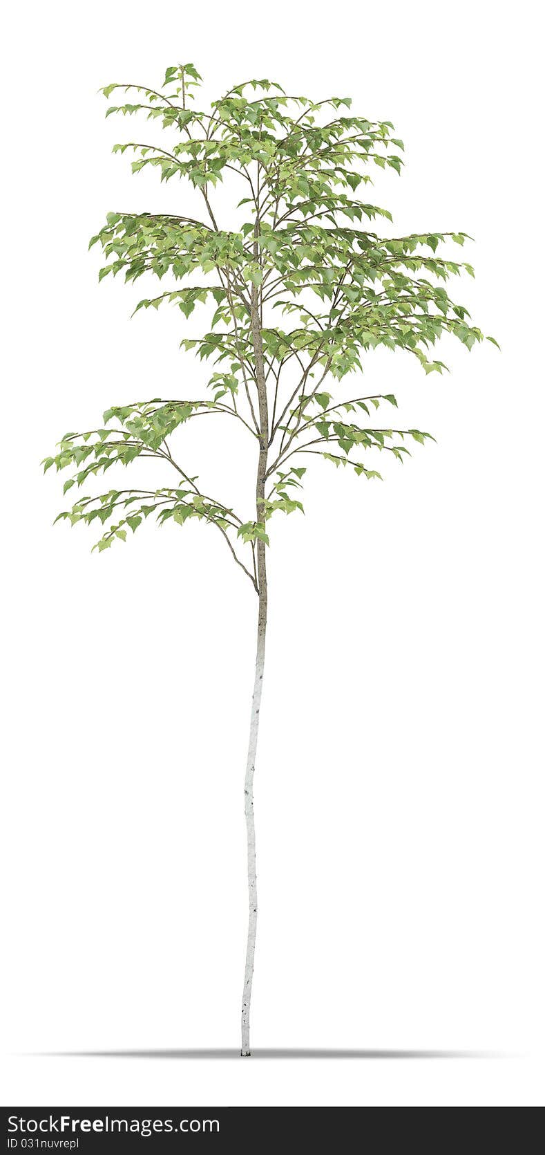 Birch one metre on a white background. It's 3D image.