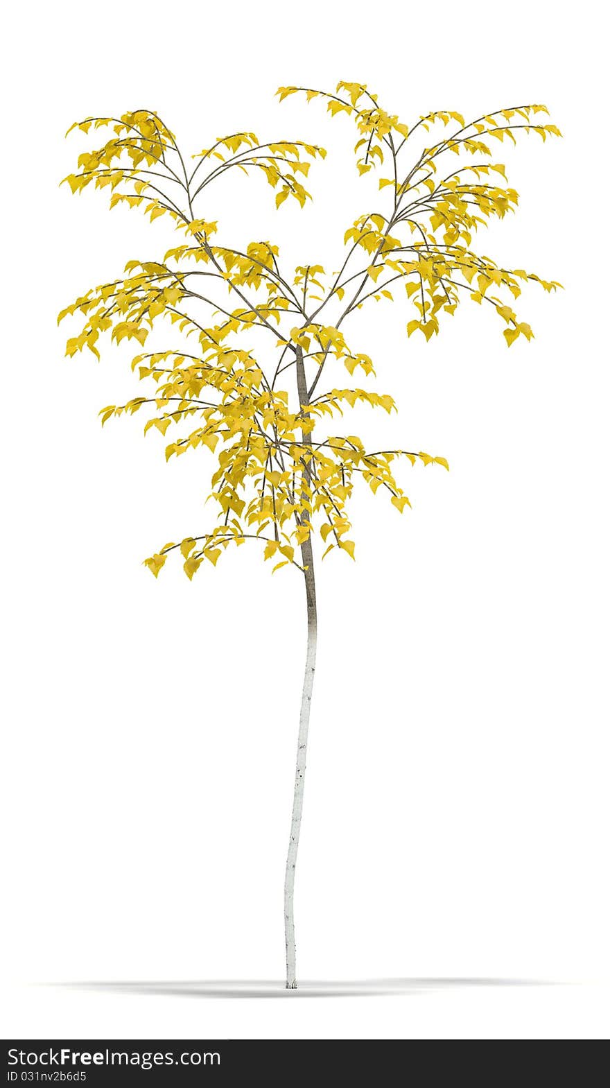 Birch one metre on a white background. It's 3D image.