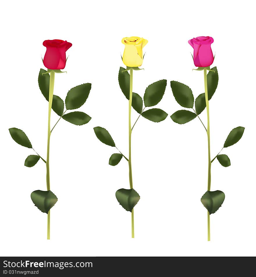 Three color roses separately, a set. Three color roses separately, a set