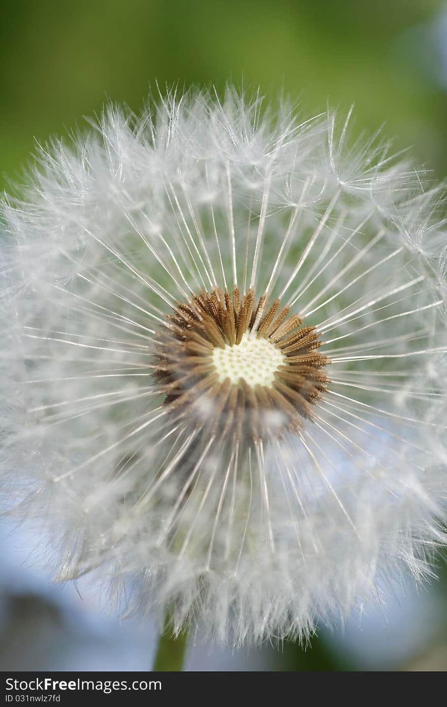 Close-up of a dandelion