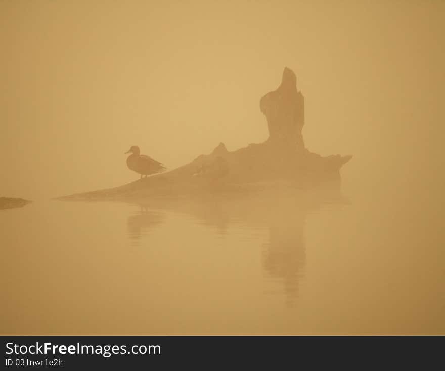 The morning on pond