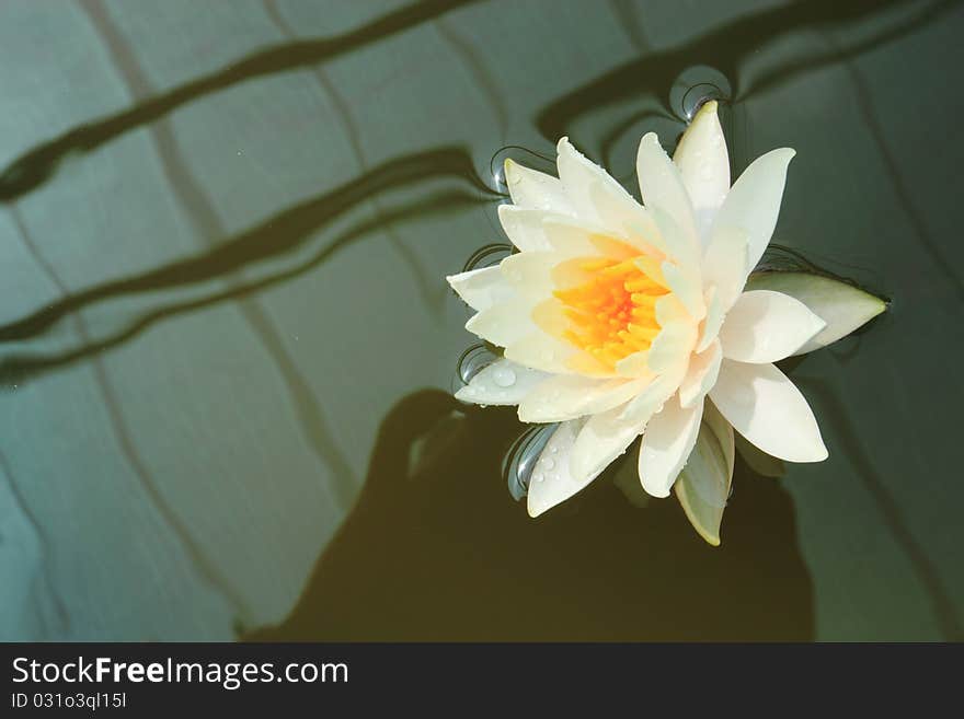 White Lotus On Dark Background