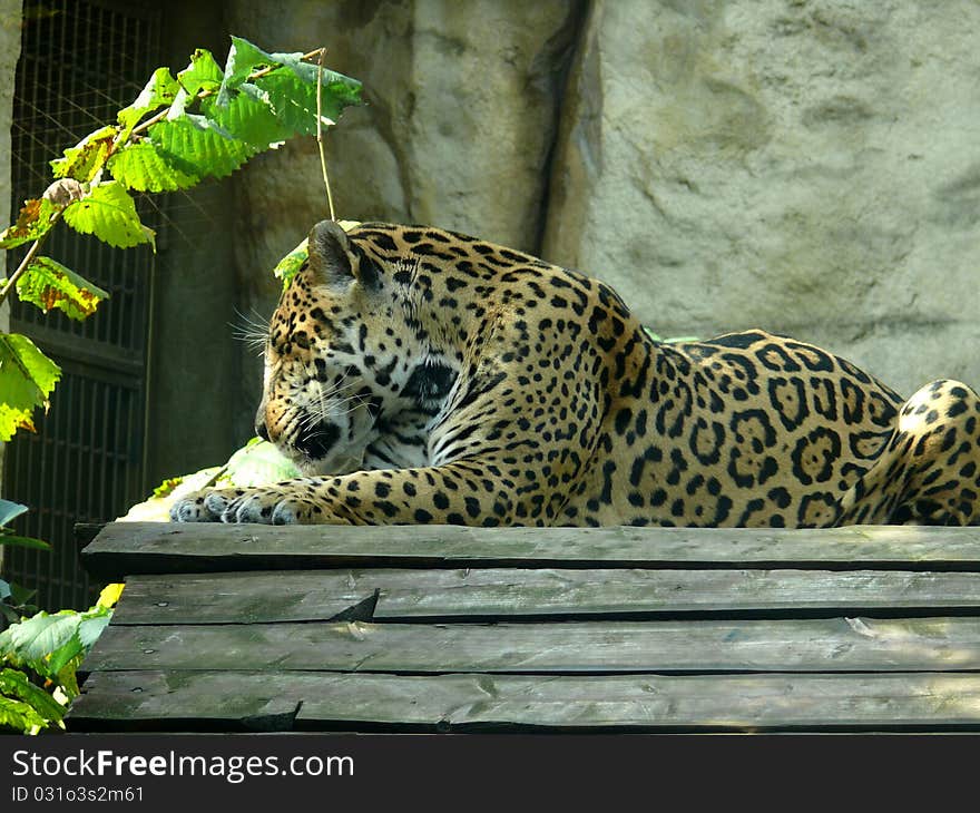 Amur Leopard (Panthera pardus orientalis)