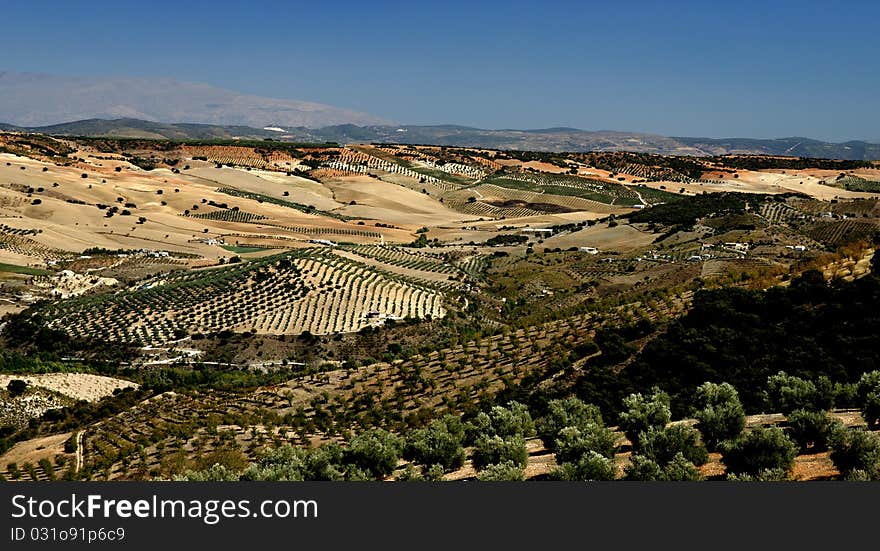 Olive Tree Plantations