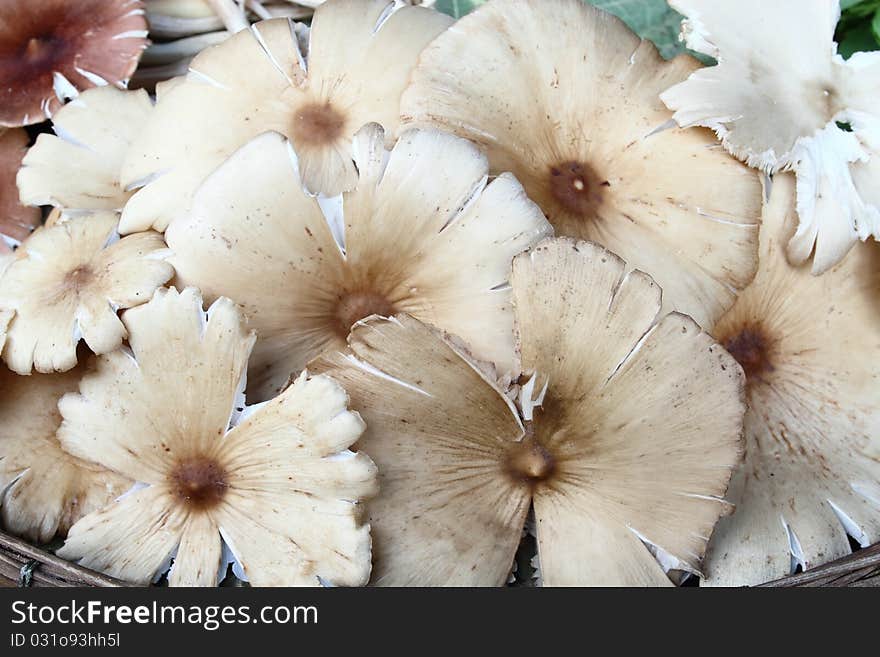 A group of mushrooms on basket and leaves ground. A group of mushrooms on basket and leaves ground