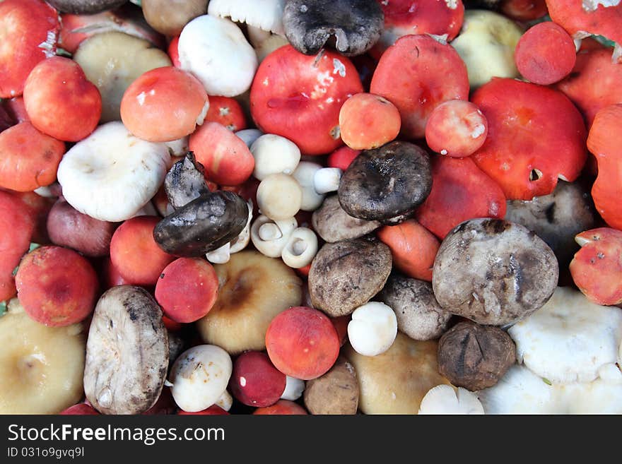 Many type of colorful mushrooms on basket and leaves ground