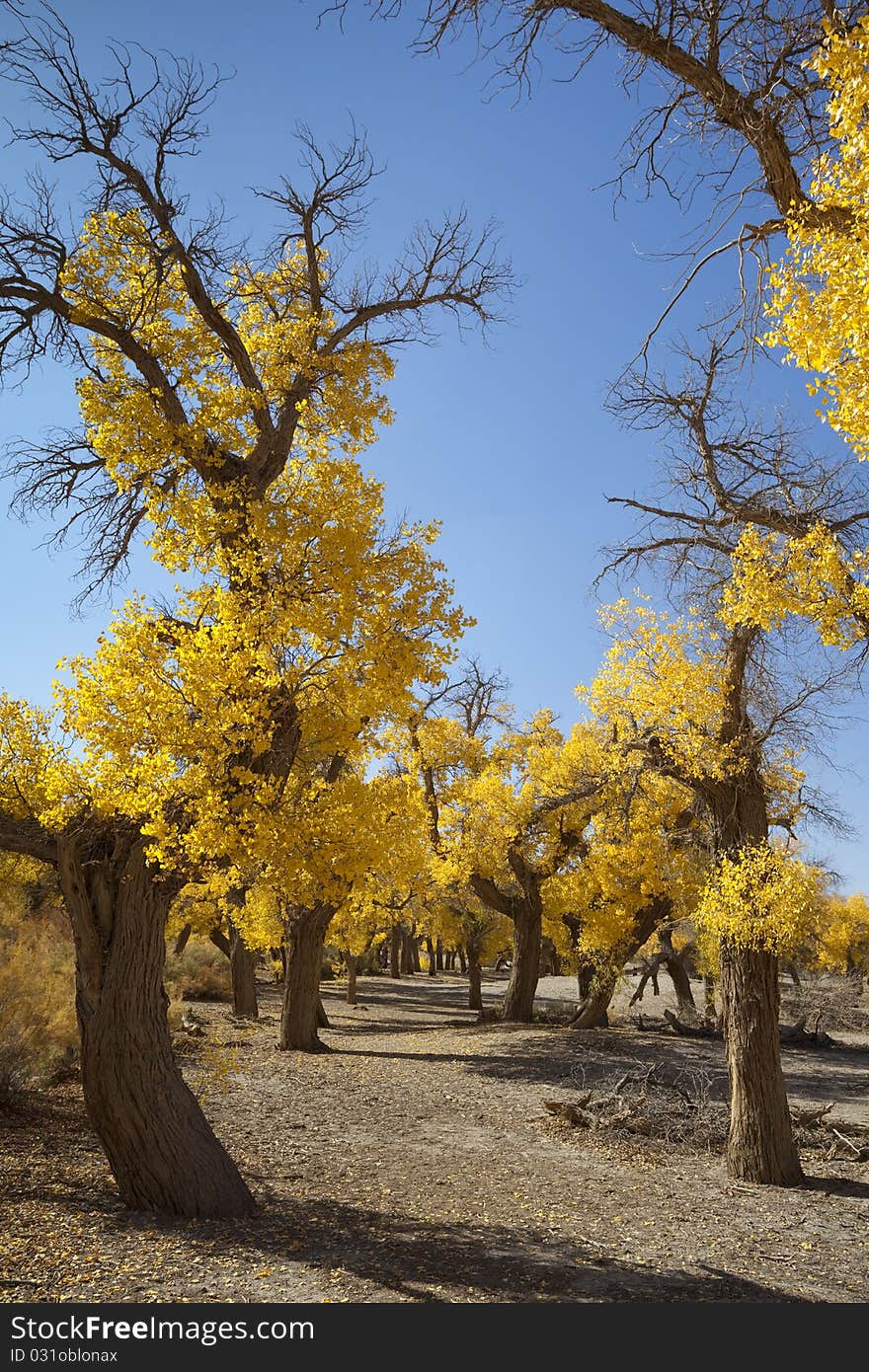 Inner Mongolia, China EJINAQI of Populus euphratica