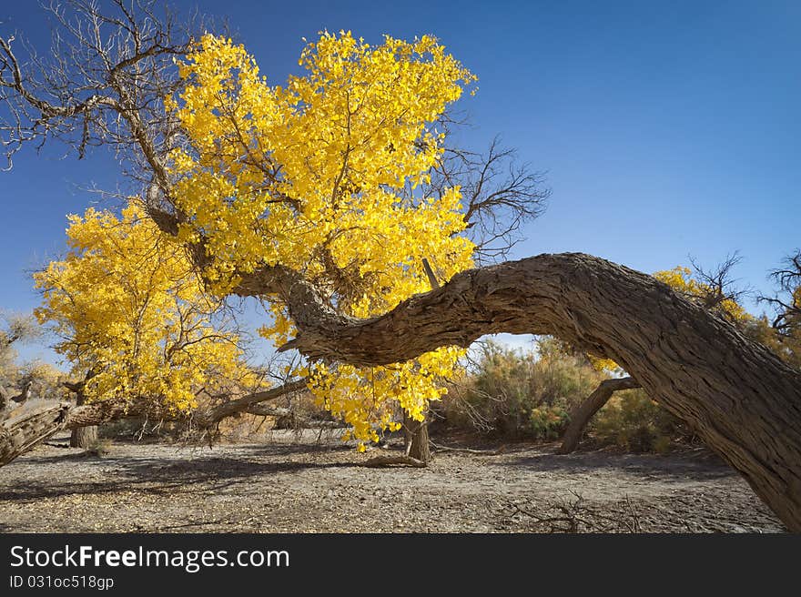 Inner Mongolia, China EJINAQI of Populus euphratica