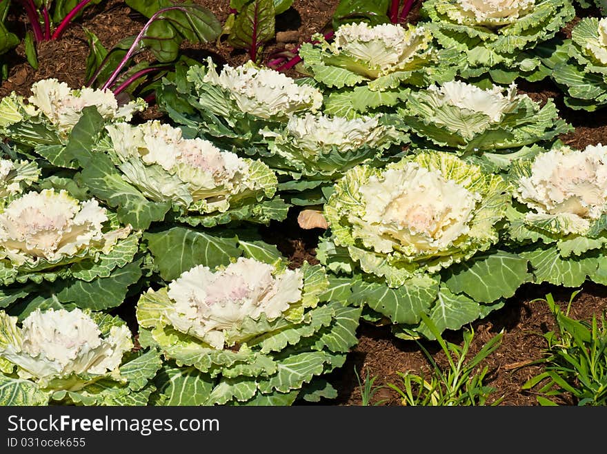 Beautiful green Cabbage in garden