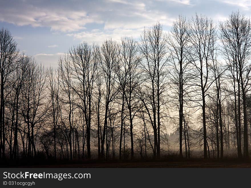 Treeline at sunrise in fog