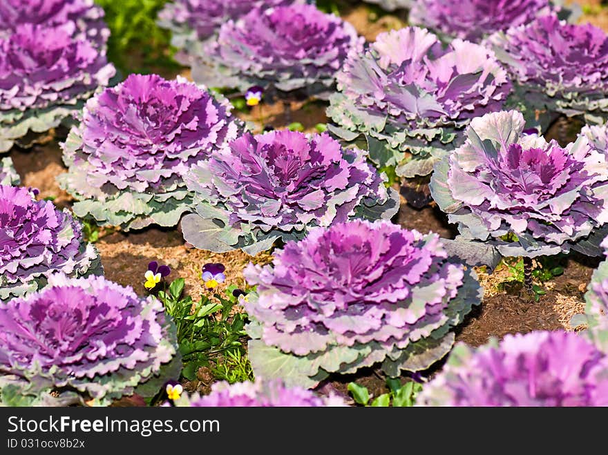 Beautiful Violet Cabbage In Garden