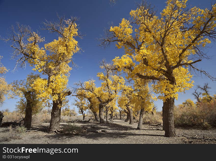 Inner Mongolia, China EJINAQI of Populus euphratica