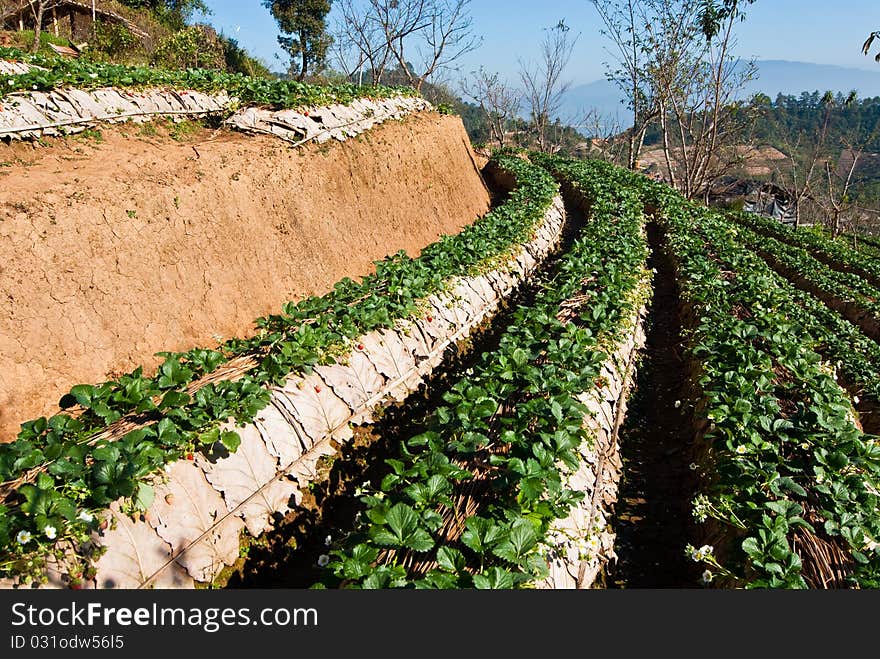 Strawberry Field At Chiengmai Province