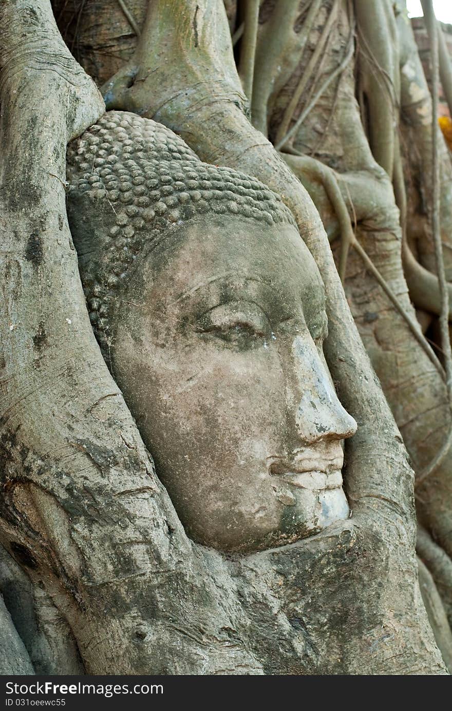 Head of buddha in root, Ayuthaya province, Thailand.