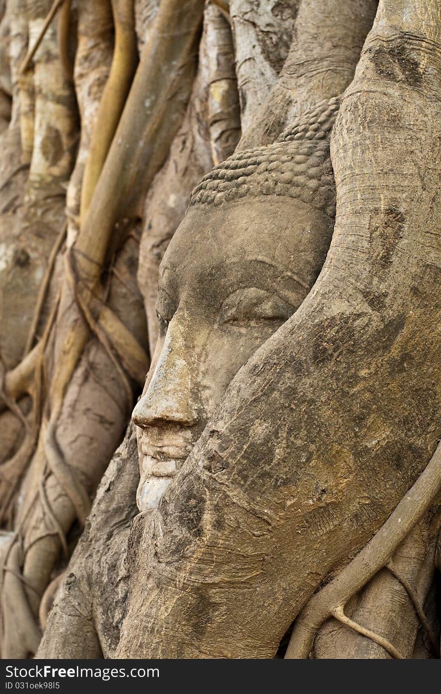 Head of buddha in root, Ayuthaya province, Thailand.