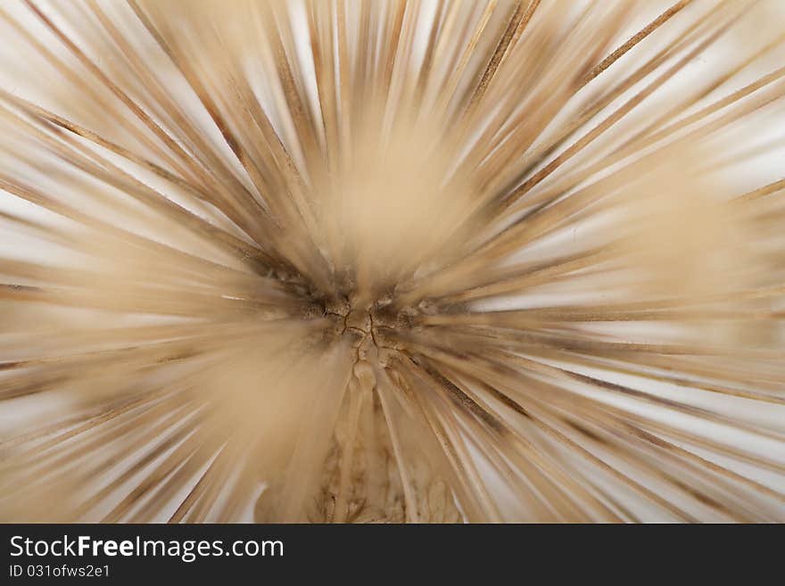 Abstract background of dried garlic