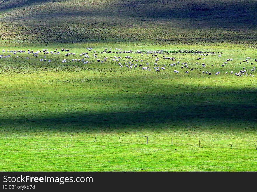 There are many livestocks in the grassland