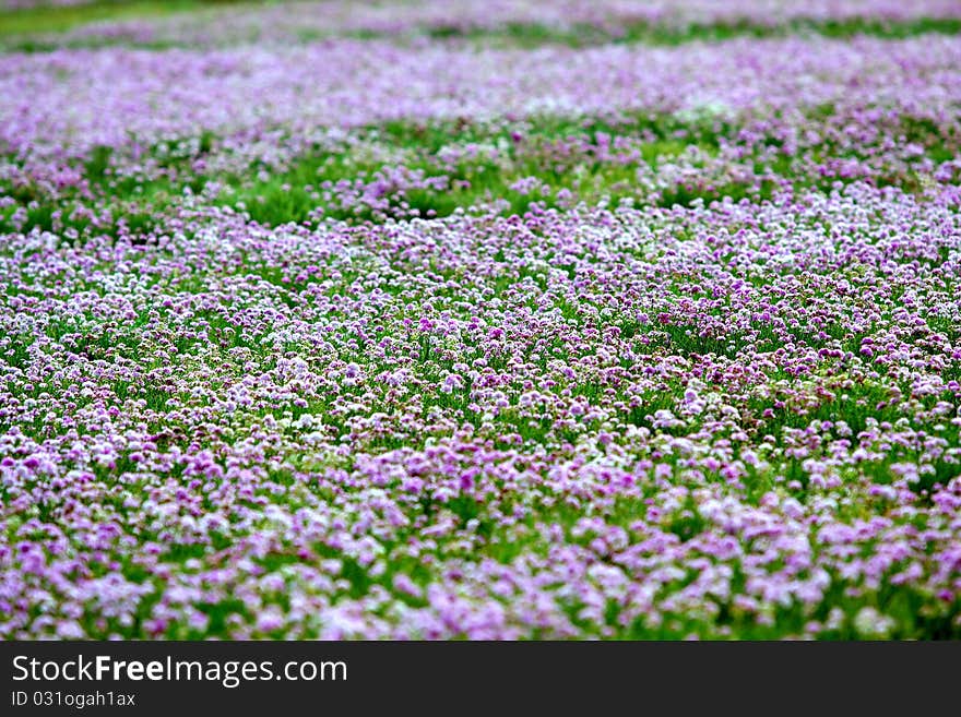 There are many pasture grass in the grassland