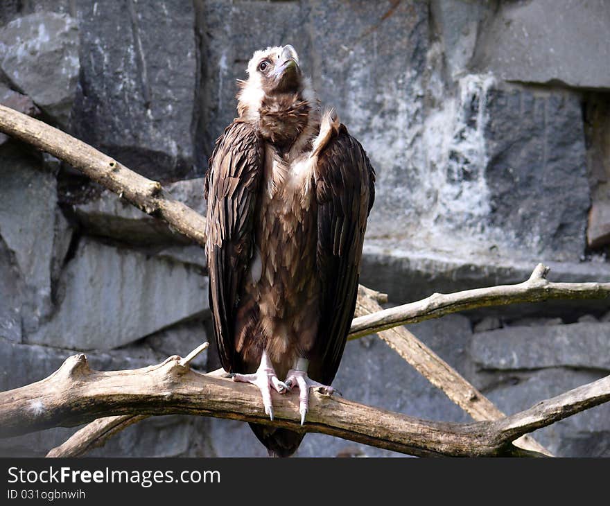 Cinereous Vulture in Moscow zoo