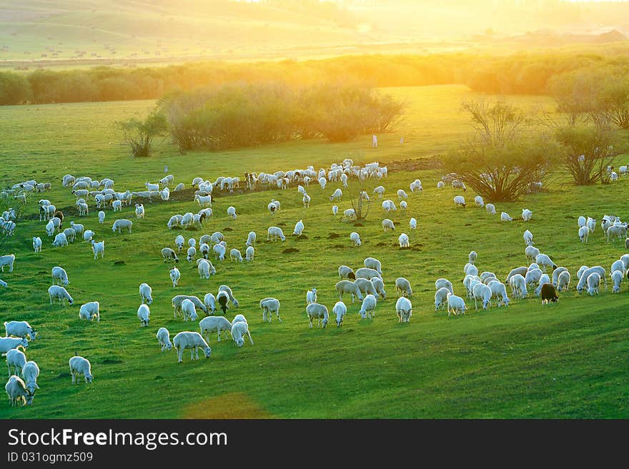 Pasture Land