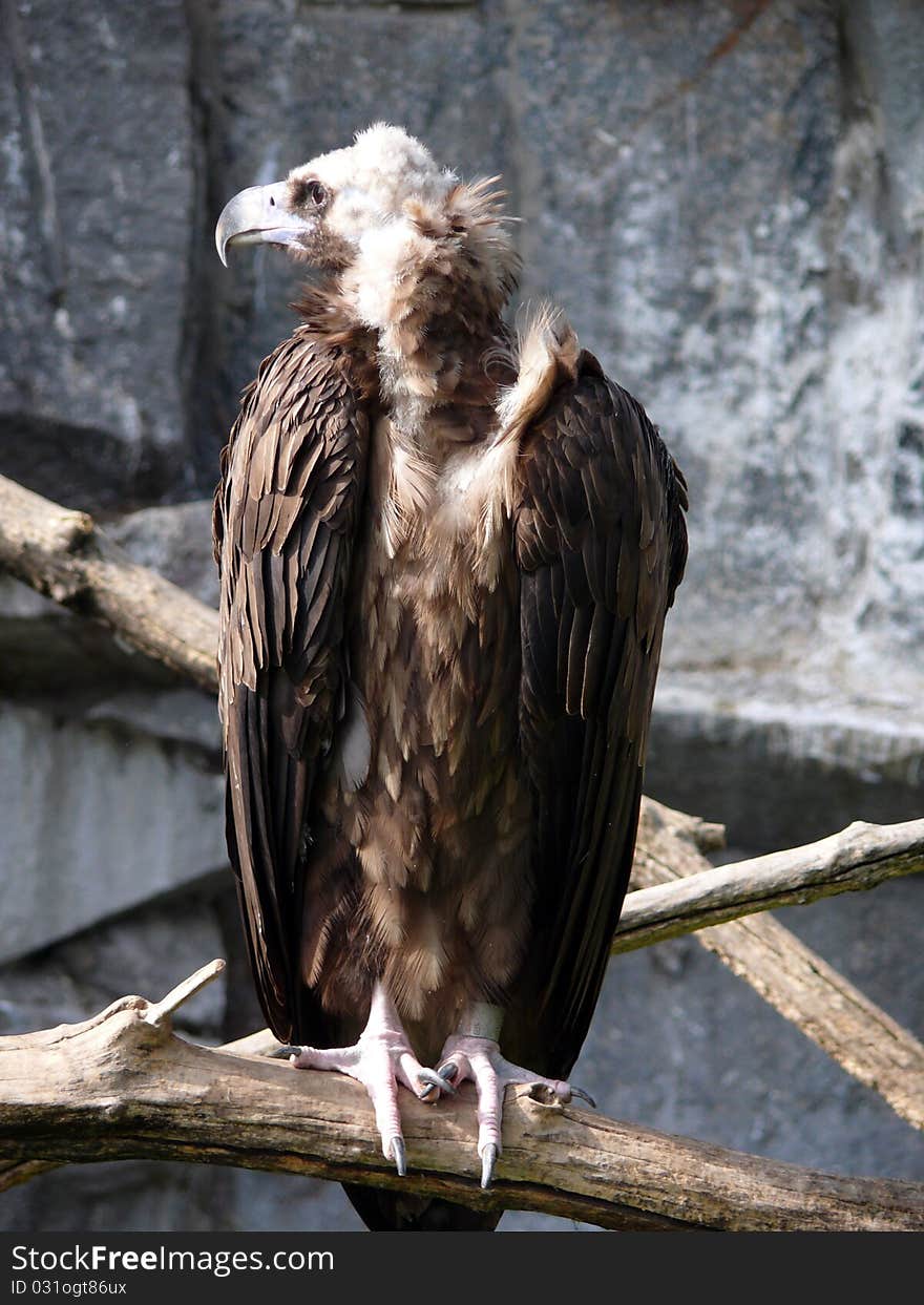 Cinereous Vulture in Moscow zoo