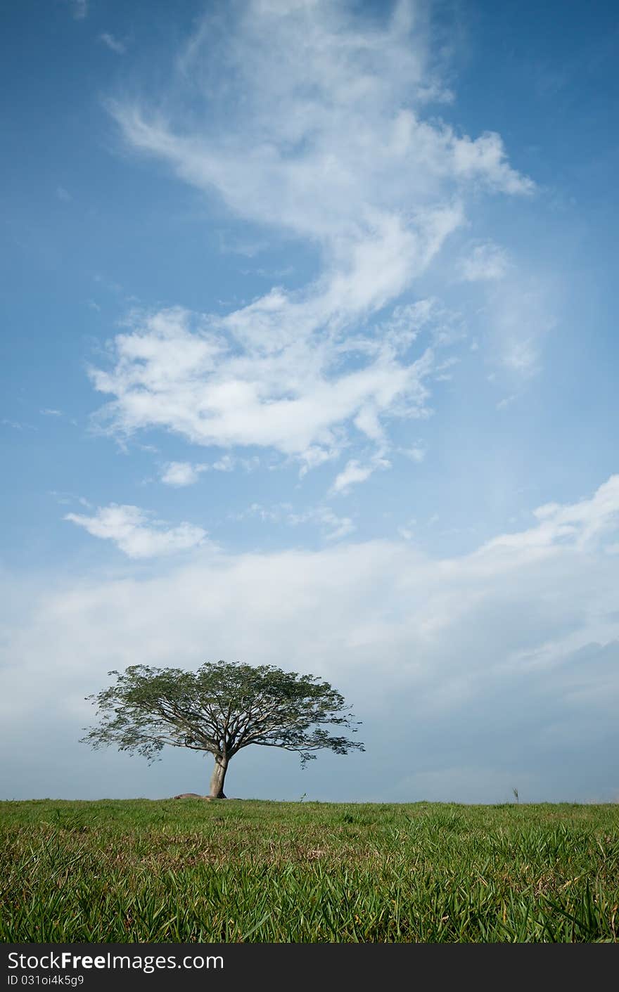 Isolated tree with blue sky background