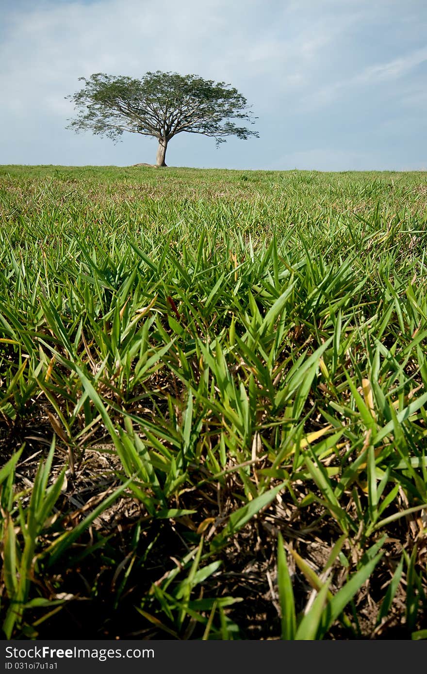 The Green Grass With Isolated Tree