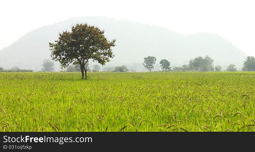 Tree on Rice Farms