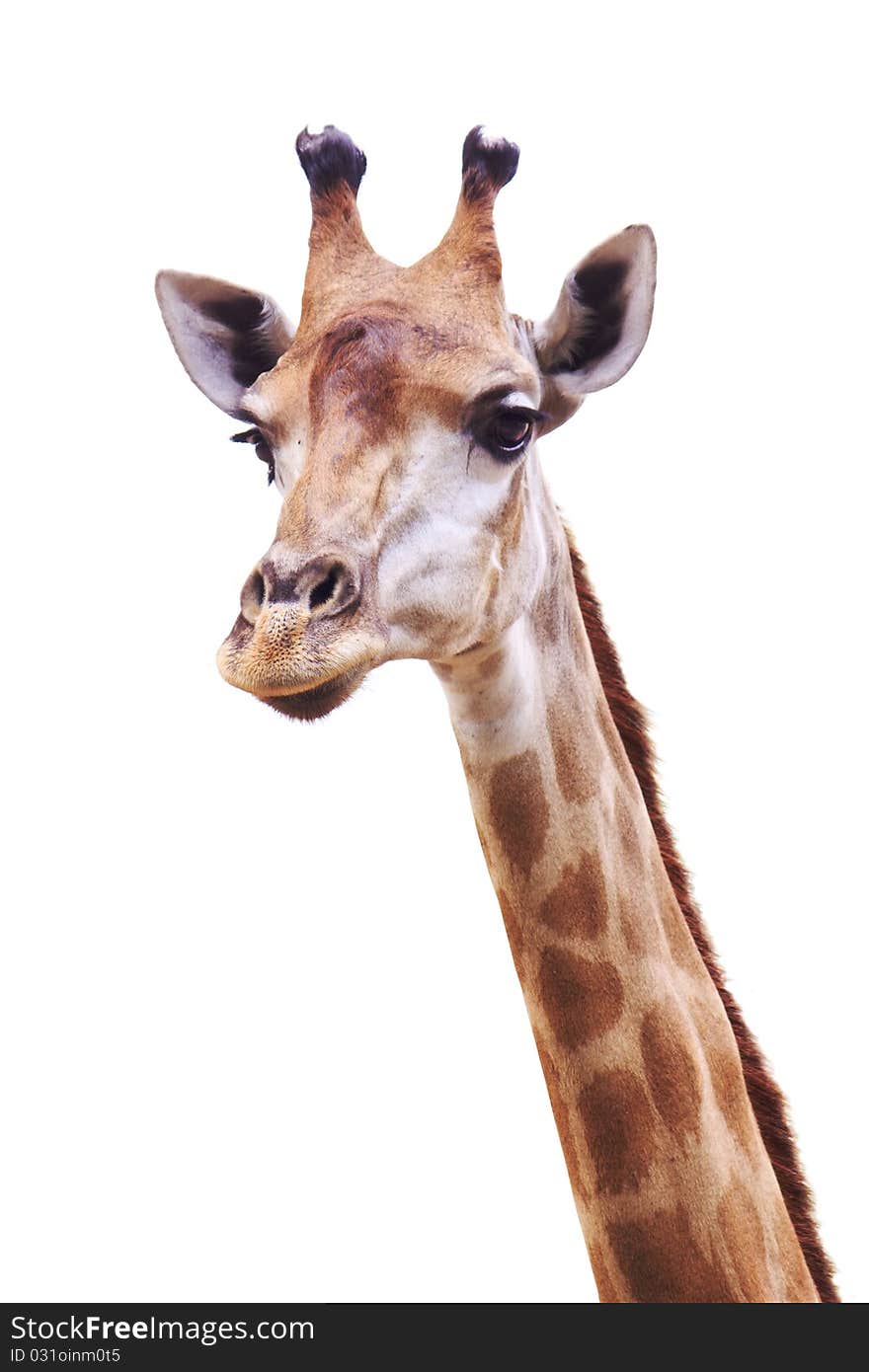 Female giraffe head and neck isolated on white