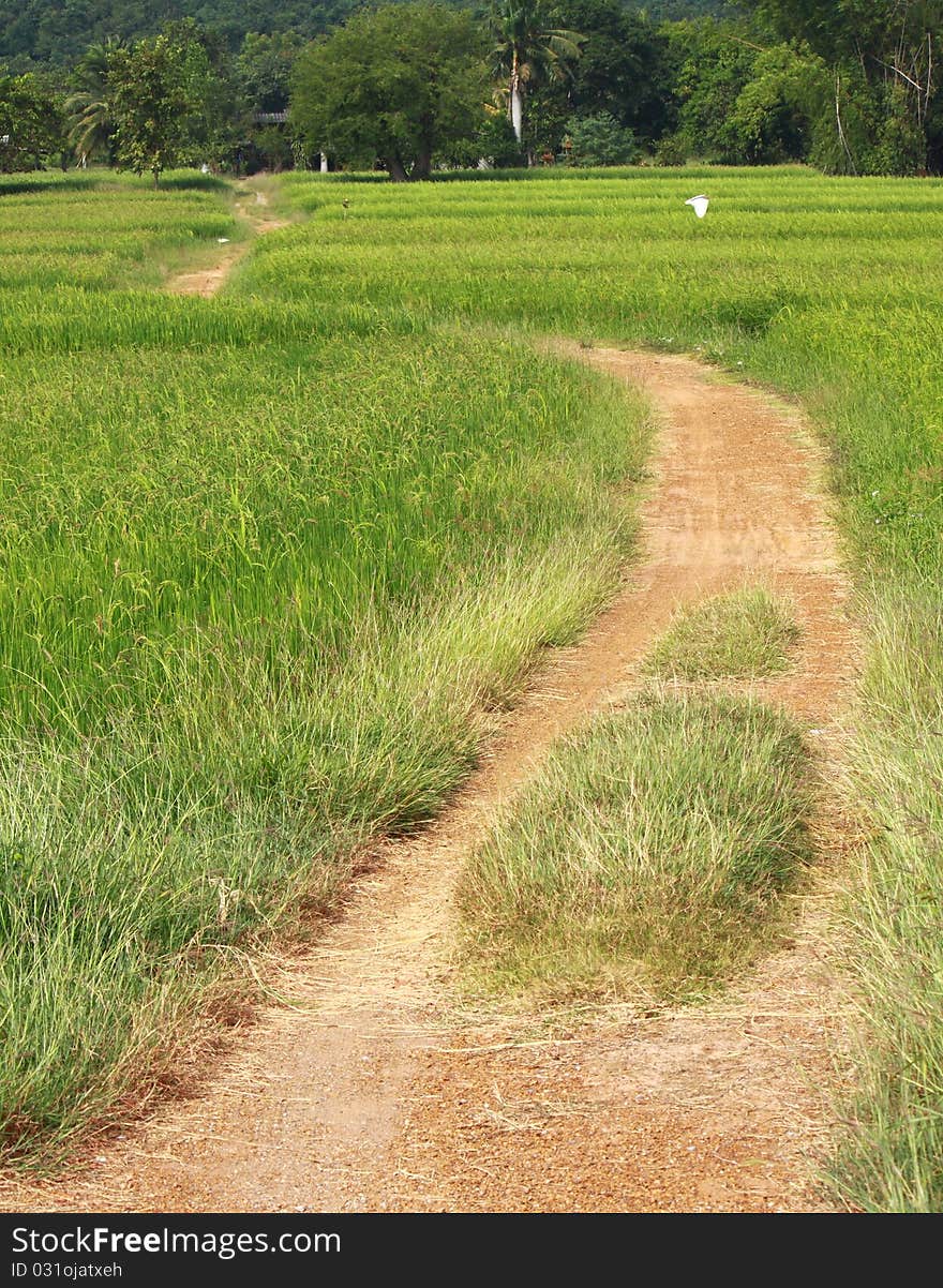 Spike in rice farm