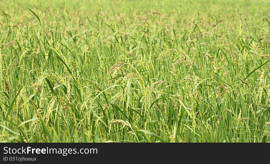 Spike in rice farm