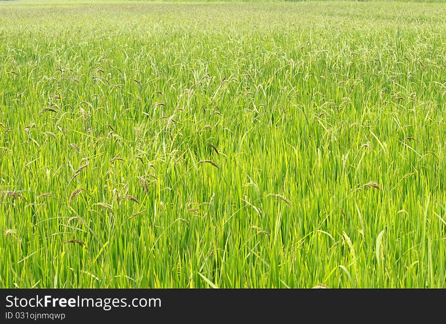 Spike and seed rice to prepare harvest , in Thailand. Spike and seed rice to prepare harvest , in Thailand