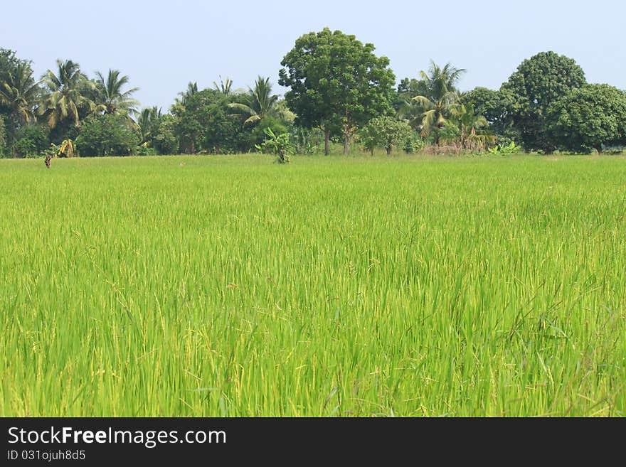 Seed Rice to prepare harvest