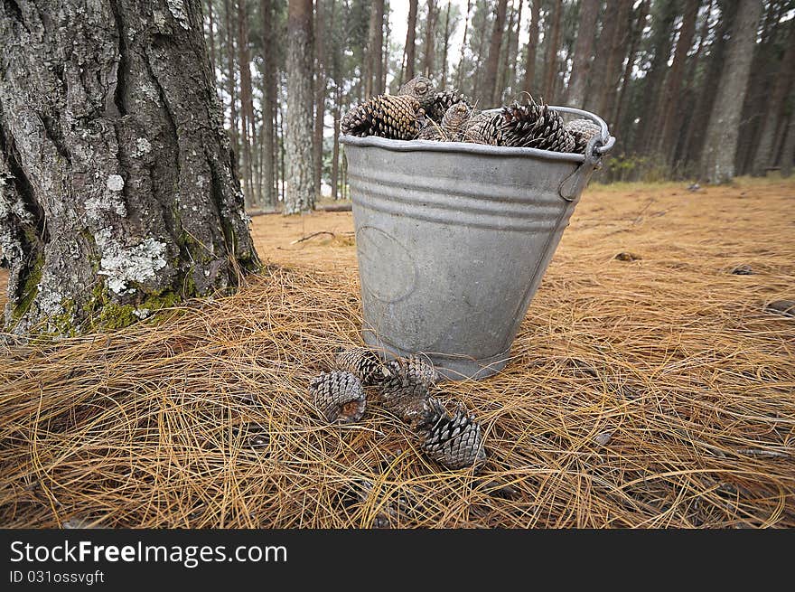 Pine With Bucket