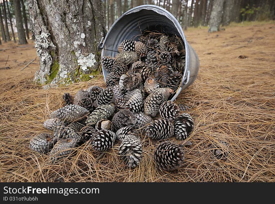 Bucket with pine cones