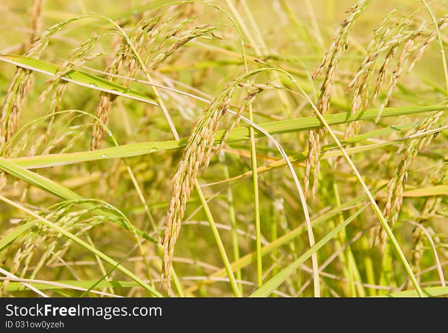 Ripe Thai Jasmine Rice on a rice field in Thailand. Shallow depth of field. Ripe Thai Jasmine Rice on a rice field in Thailand. Shallow depth of field.