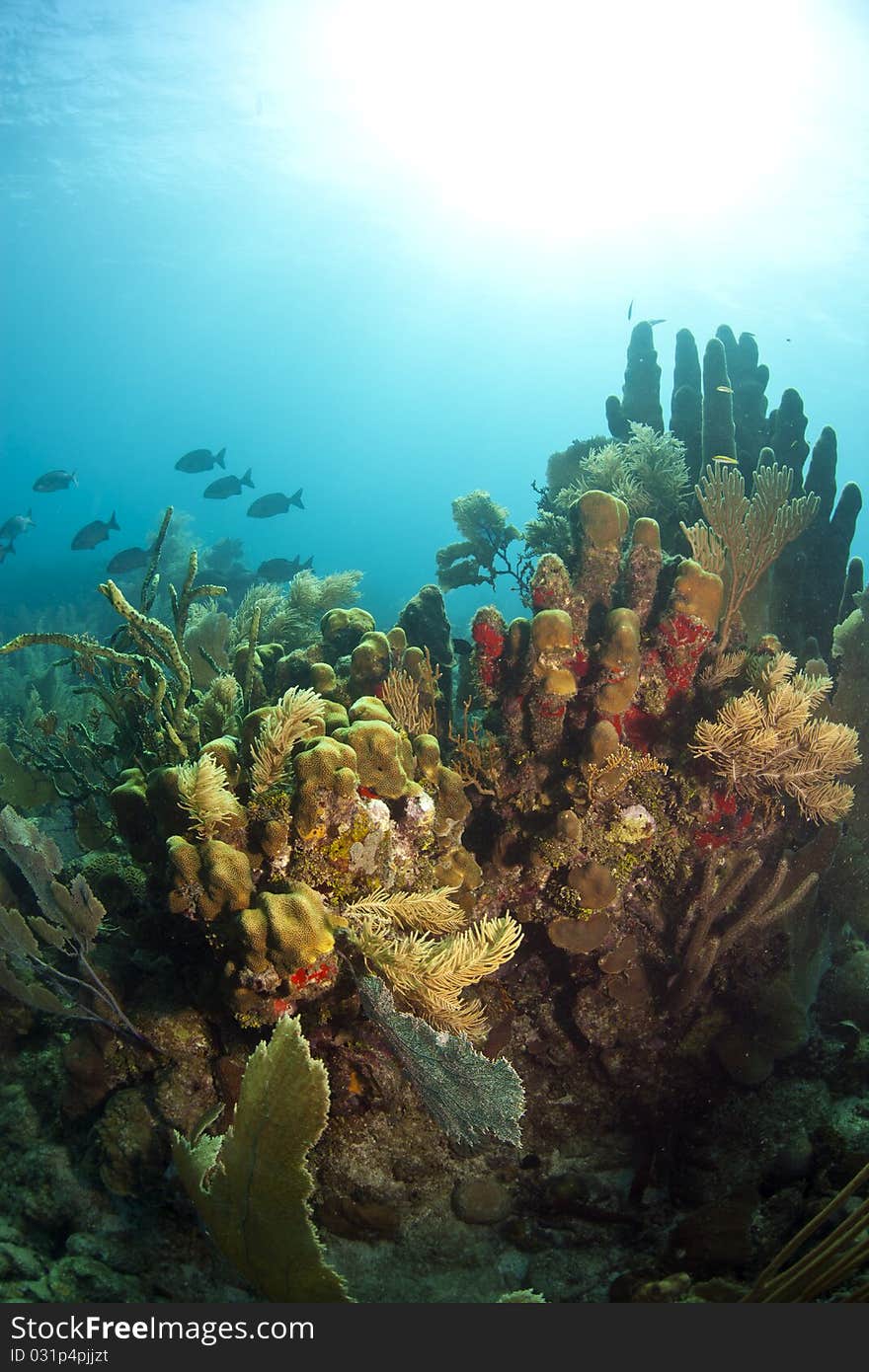 Underwater off the coast of Roatan Honduras, Coral gardens